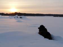 Karelien, Finnland, Finnisch-Karelien: Im Schnee versackter Hund beobachtet den Sonnenuntergang 